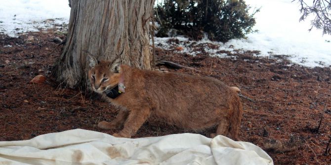 Türkiye’de İlk Kez Bir Karakulak Gps’li Tasma İle İzlenmeye Başlandı