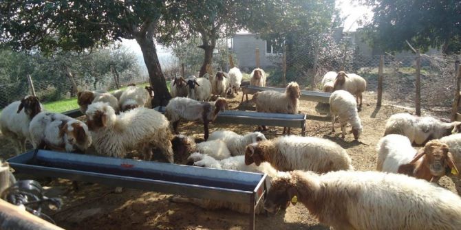 Orköy İle Eskişehir’deki Orman Köylülerine 39 Milyonluk Kredi Desteği