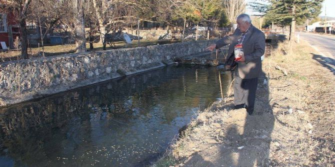 Balıkların Özgürlüğü