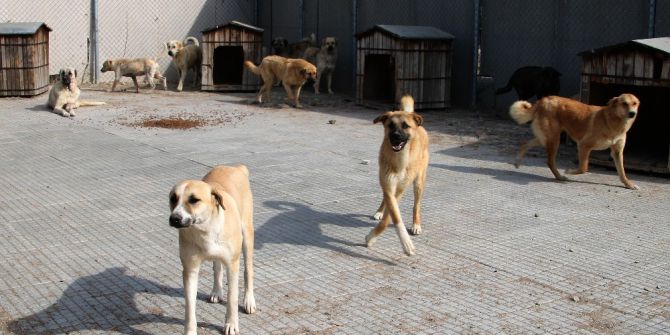 Barınakta Mutlu Son