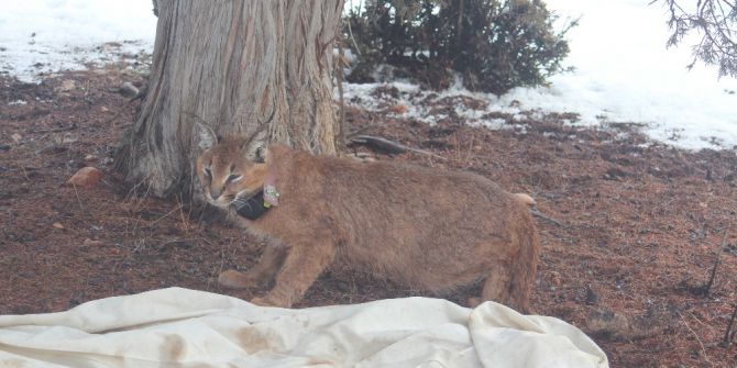 Türkiye’de İlk Kez Antalya’da Bir Karakulak Gps’li Tasma İle İzlenmeye Başlandı