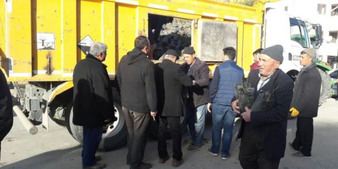 Altunhisar’da Vatandaşlara Ceviz Fidanı Dağıtıldı