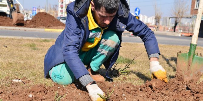 Yeşil Alanlar Peyzaj Gülleriyle Donatılacak