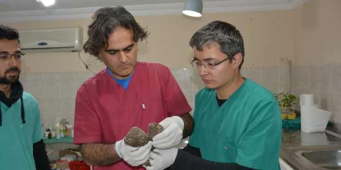 Yavru Baykuş Barınakta Tedavi Edildi