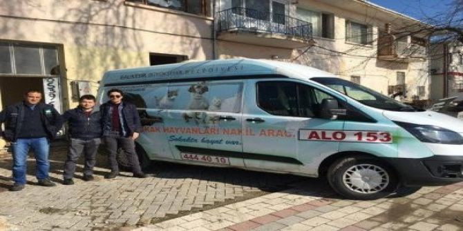 Adadaki Sokak Hayvanları Kısırlaştırılıyor