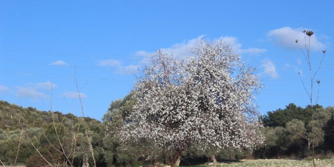 Aydın’da Meyve Ağaçları Çiçek Açtı