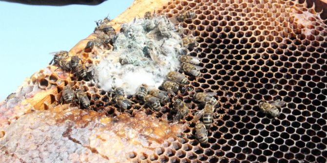 Arıların En Büyük Düşmanı ‘Yalancı Bahar’