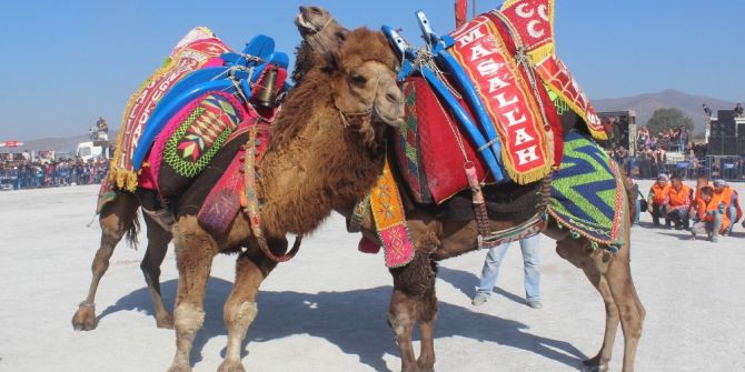 Develer Yarın Salihli Arenası’nda Güreşecek