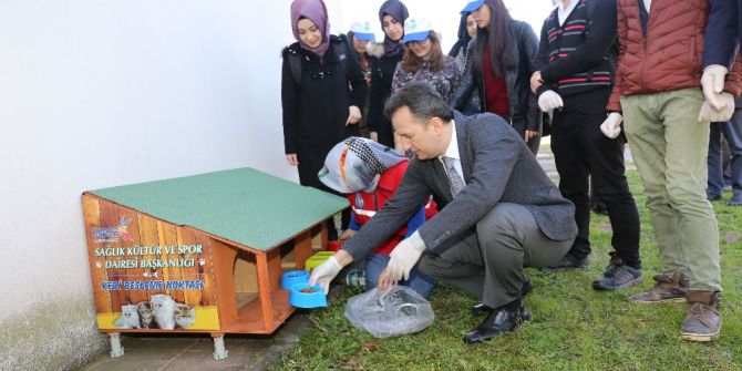 Kedi Ve Köpekler İçin Gtü Kampüsüne Besleme Noktaları Kuruldu