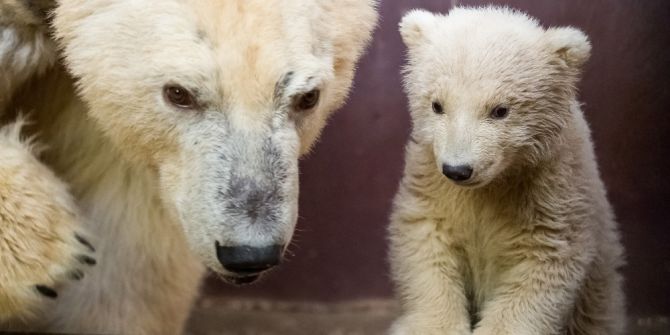 Uluslararası Kutup Ayısı Gününde, Berlin’de Ziyaretçiler Yavru Kutup Ayıyı Görebilecek