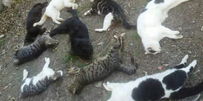 Alanya’da Kedi Ölümleri