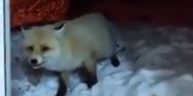 Aç Kalan Tilkiyi Ekmekle Besledi