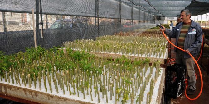 Kepez Belediyesi Çiçeğini Kendisi Yetiştiriyor