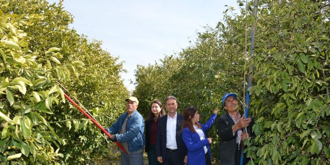 Narenciye Üreticisi Kışın Yaralarını Sarıyor