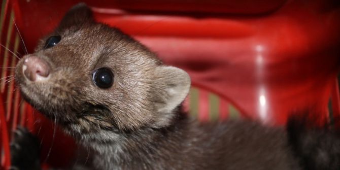 Kaya Sansarı Koruma Altına Alındı