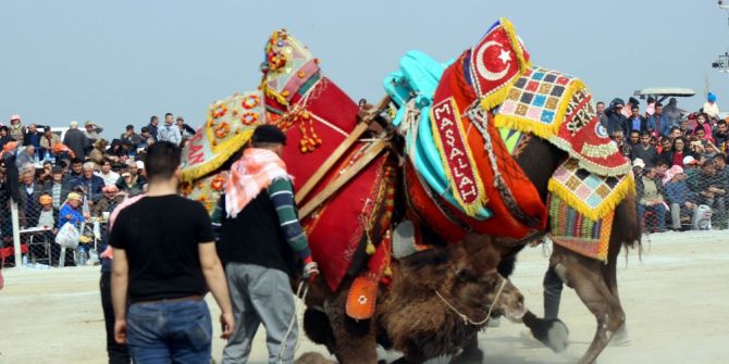 3. Deve Güreşleri Festivali’ne Büyük İlgi