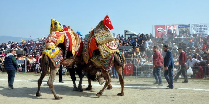 Bozdoğan’da Deve Güreşlerini 15 Bin Kişi İzledi