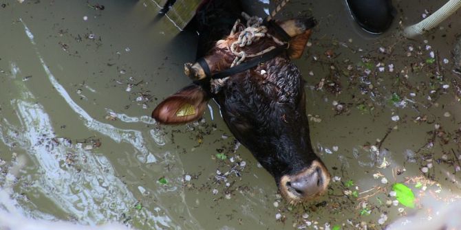 Kuyuya Düşen İnek İçin Seferber Oldular