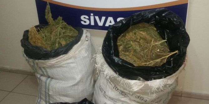 Sivas’ta 44 Kilogram Esrar Ele Geçirildi