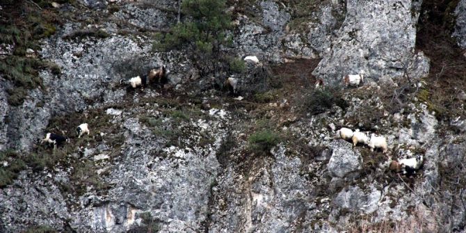 Karabük’te Keçi Kurtarma Operasyonu