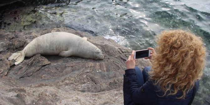 Kuşadası Körfezi’nin Gediklisi Fok, Uyumak İçin Bu Kez Kayalıklara Çıktı