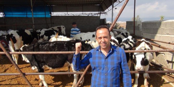 400 Bin Lira Değerindeki 30 İneğini Dolandırıcılara Kaptırdı