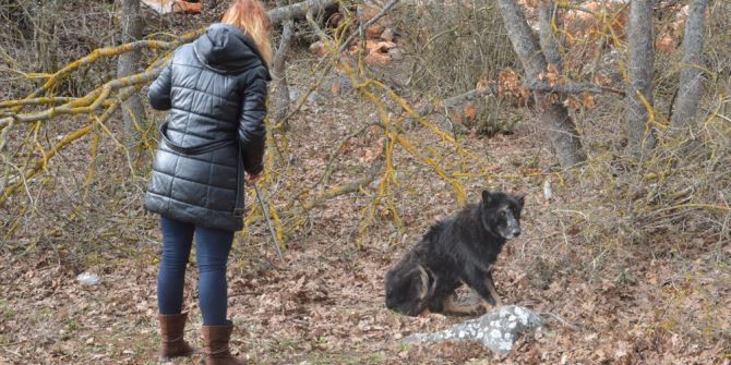 Ormanda Hastalanan Siyah Kurda Operasyon