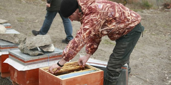 Bursa’da Şok Eden Arı Ölümleri