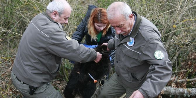 "Siyah Kurt" Diye Günlerce Besledi Köpek Çıktı
