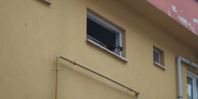 Mahsur Kalan Kediyi İtfaiye Ekipleri Kurtardı