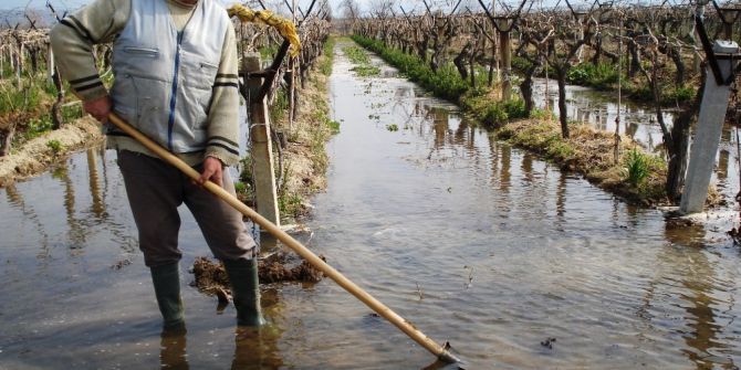 Sarıgöl’de Üzüm Bağları Sulanmaya Başladı