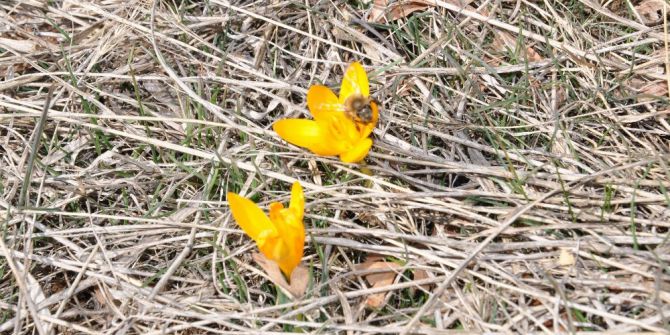Yozgat’ta Baharın Habercisi Çiğdemler Çıktı