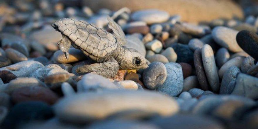 Caretta Caretta Yavruları Denizle Buluşmaya Başladı