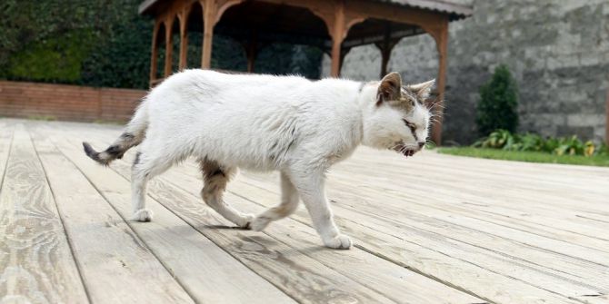 Hasta Kedi Belediyeye Sığındı