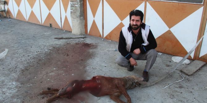 Aç Kalan Kurtlar İşyerinin Önüne Bağlı Köpeği Yedi