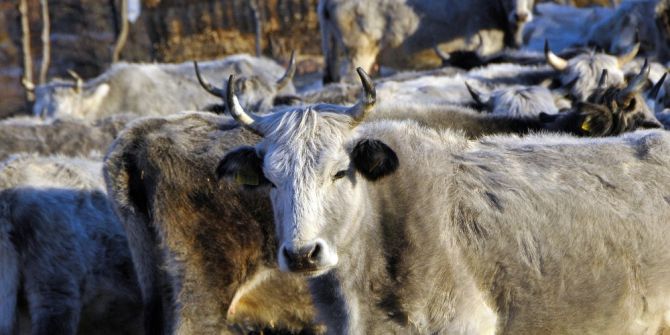 Nesli Tükenme Tehlikesinde, Devlet Koruma Altına Aldı
