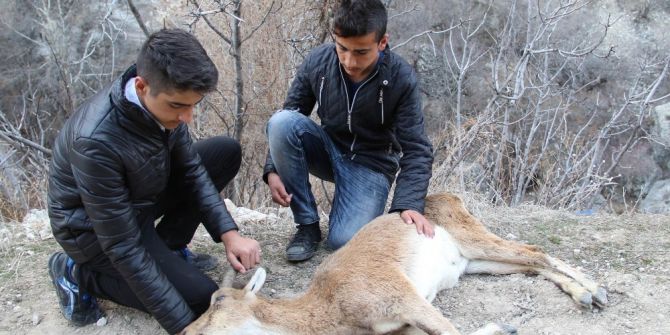 Çocuklar, Yaban Keçisini Kurtarmak İçin Seferber Oldu
