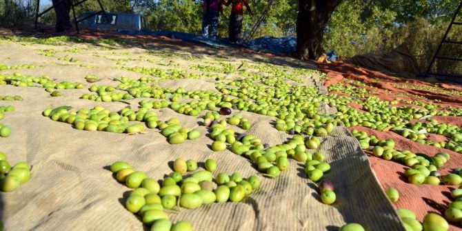 Zeytin Ve Zeytinyağı Ortadoğu Sofralarını Süslüyor