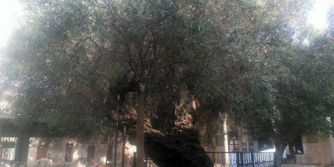 Bin 350 Yıldır Meyve Veren Hünkar Zeytini Asırlara Meydan Okuyor