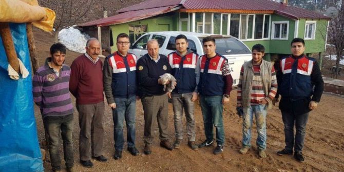 Refahiye’de Bulunan Yavru Boz Ayı Koruma Altına Alındı