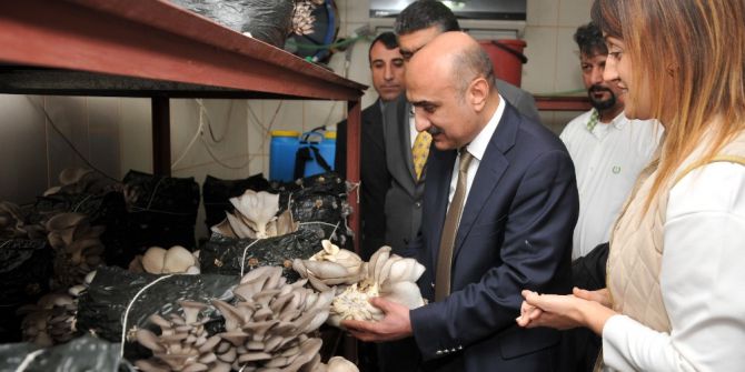 İstiridye Mantarı Yetiştiriciliği Kursunda İlk Hasat Yapıldı