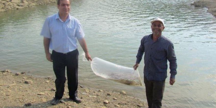 Hüyük’ün Göletlerine 10 Bin Yavru Sazan