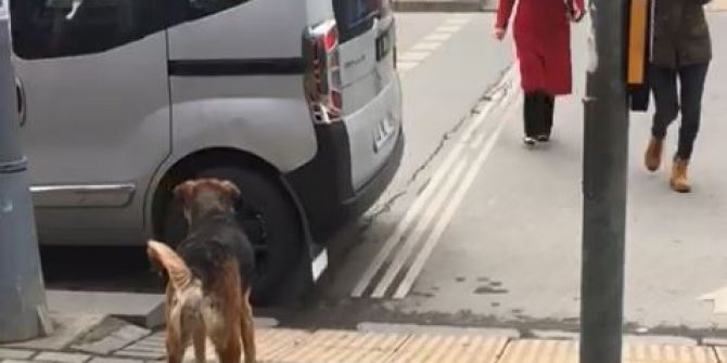 Sokak Köpeğinden İnsanlığa Trafik Dersi
