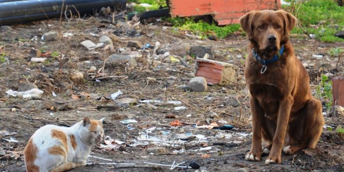 Sokak Köpeği İle Kedinin Dostluğu