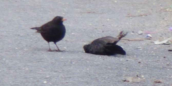 Küçük Kuştan İbretlik Ders