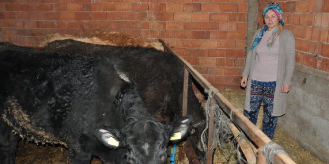 Simavlı Genç Kadın Hibe Düveleri İle Kendi Çiftliğini Kurdu
