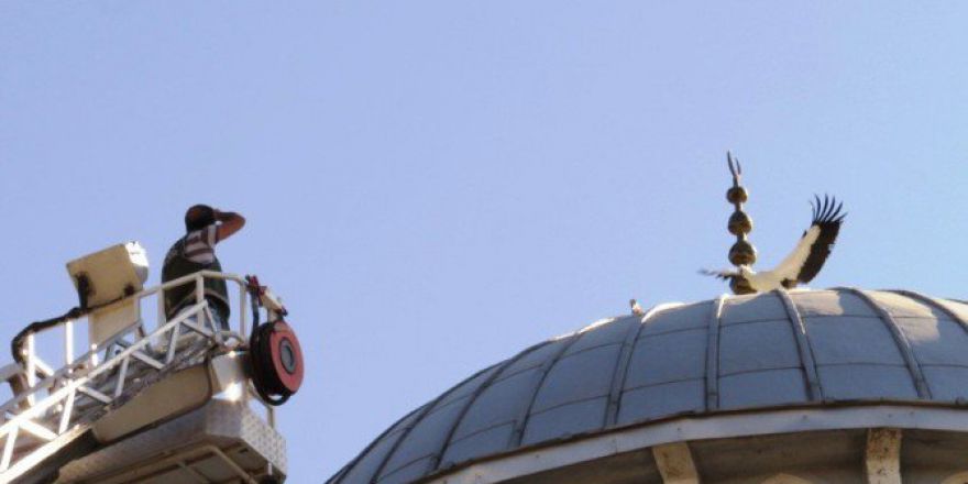 Cami Kubbesinden Düşen Yavru Leylek Kurtarıldı