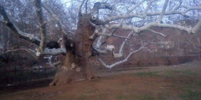 15 Asırlık Çınar