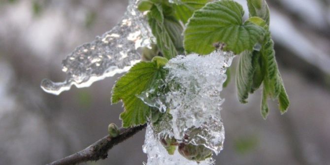 Fındık Sigortası İçin Son Tarih 5 Mart