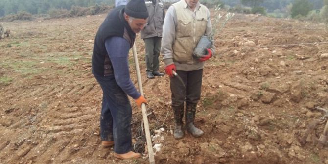 Orman İşletme Müdürlüğü Köylüye Zeytin Fidanı Dikiyor